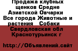 Продажа клубных щенков Средне Азиатской Овчарки - Все города Животные и растения » Собаки   . Свердловская обл.,Краснотурьинск г.